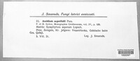 Puccinia recondita image